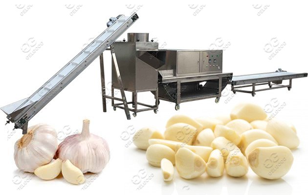 Gelgoog Garlic Peeling Machine Proces