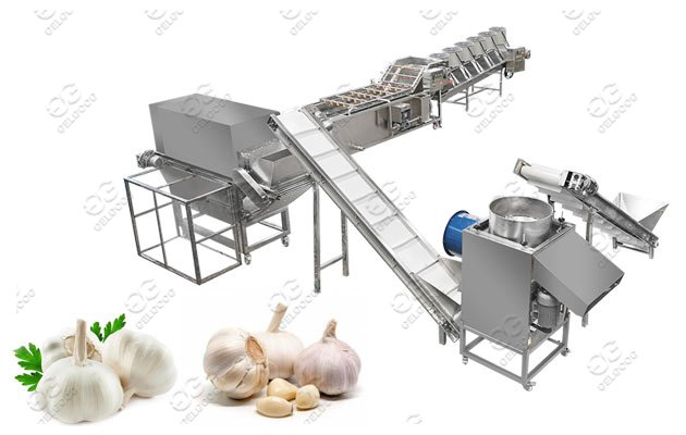 Gelgoog Garlic Peeling Machine Process Line For Industrial Use