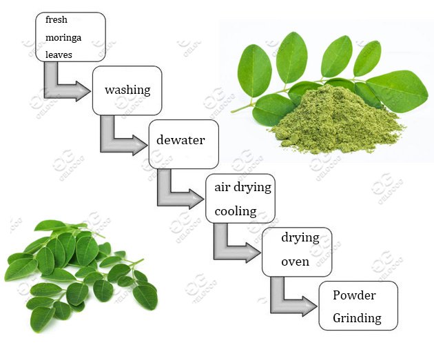 moringa leaves powder grinding machine line 