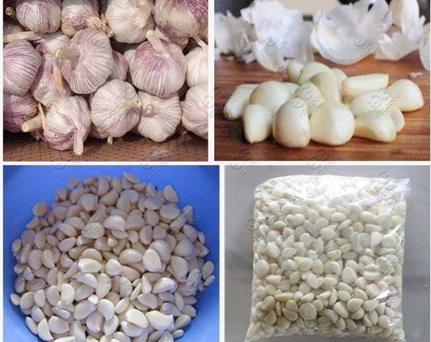 garlic peeling machine price 