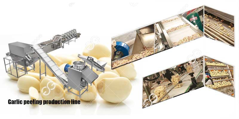 garlic peeling production line 