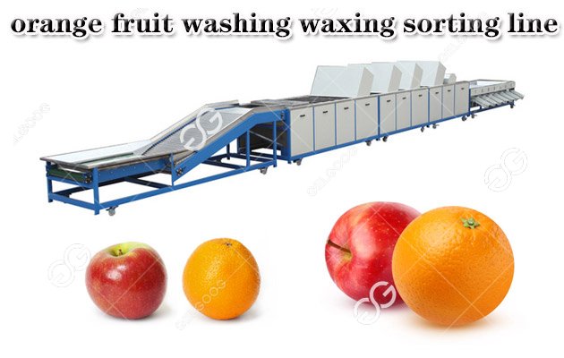 1Tons/H Orange Fruit Washing Waxing Sorting Production Line