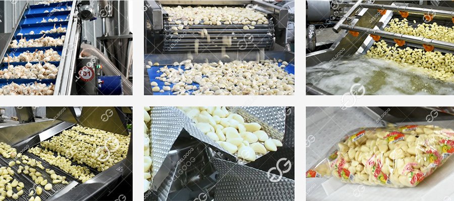 garlic processing machine 
