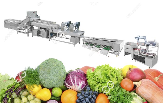 vegetable production line 