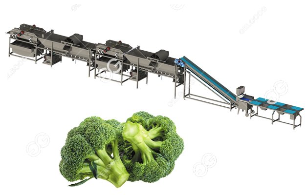broccoli florets washing machine line 