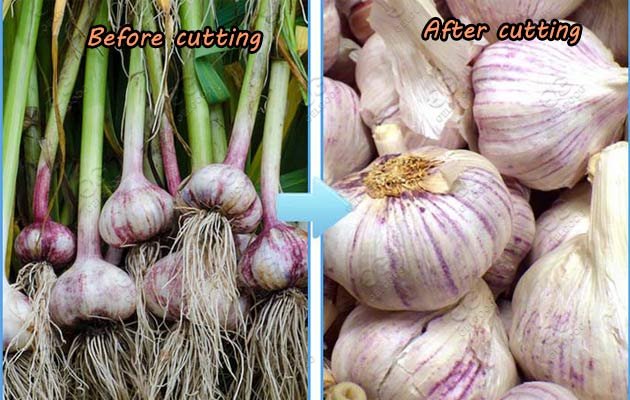 garlic root cutting machine price