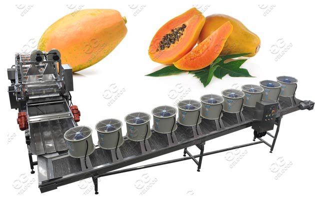 papaya washing drying machine line