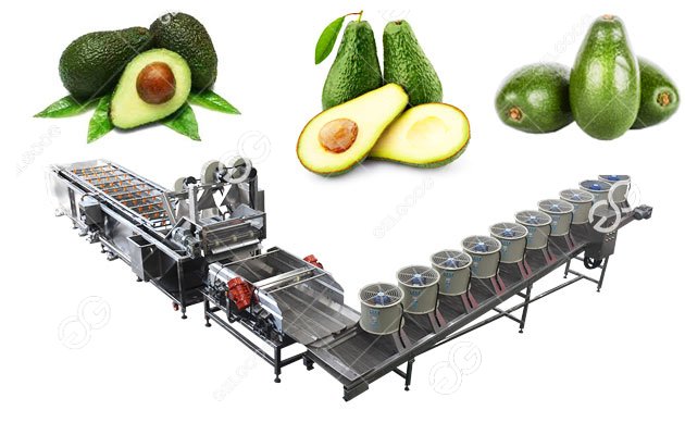 avocado cleaning machine line