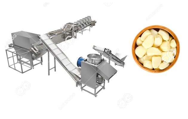 garlic processing line